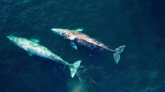 海面上的两头鲸鱼视频素材模板下载
