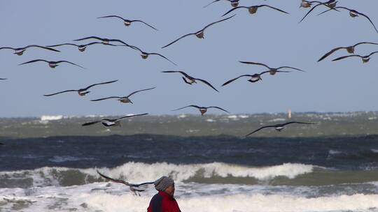 海边的老人与飞舞的海鸥