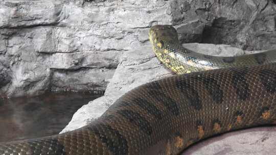 蟒蛇 蛇 