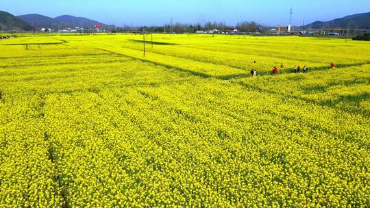 宣城市泾县狮子山油菜花中国宣纸博物馆