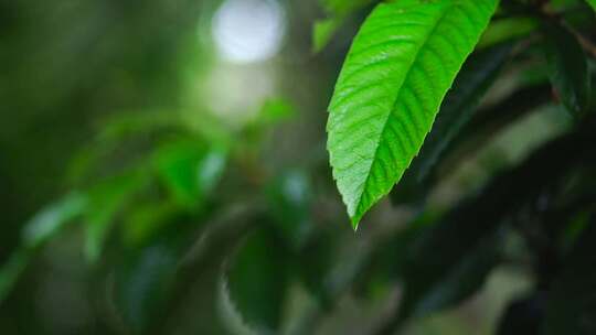 雨后雨水从树叶上滑落 化妆品