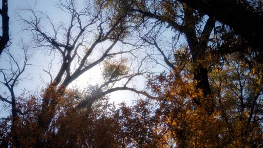 秋天树木景观