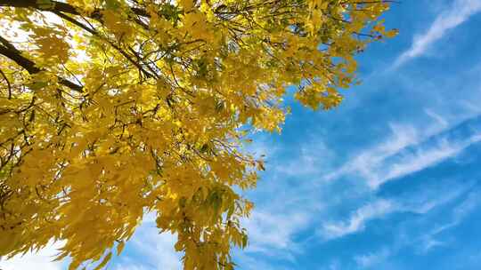 秋天风吹树木延时  蓝天白云白蜡树延时