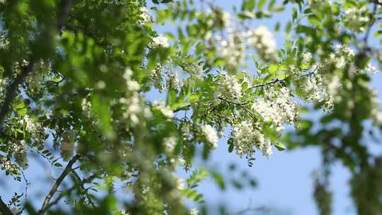 槐花（紫槐 黄槐）