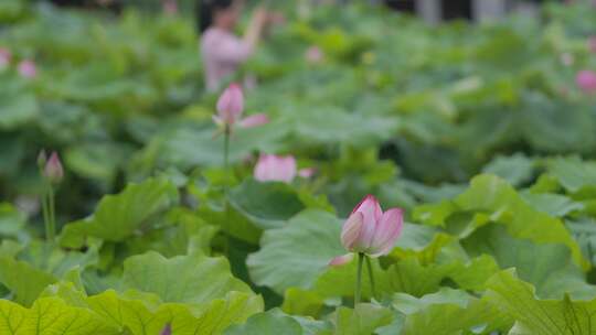 莲步轻舞：游客与莲花池塘的浪漫邂逅