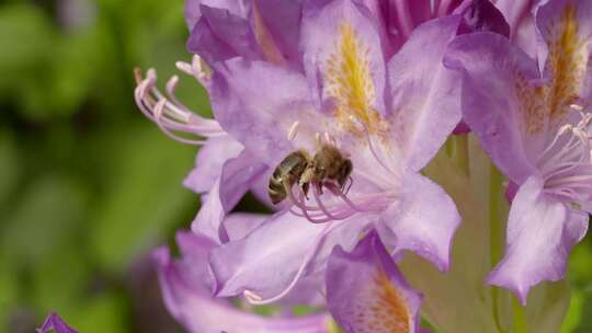 蜜蜂采蜜 蜜蜂采集花粉