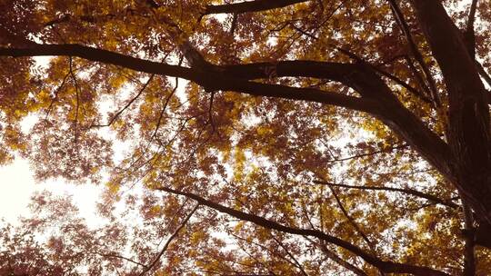4K拍摄唯美金色秋时节树林视频素材模板下载