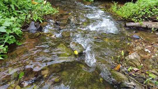 山间小溪水河流水阳光树林视频