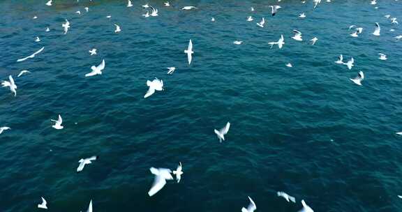【合集】大海 海面上 飞翔的海鸥
