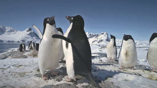 企鹅拍打翅膀的特写镜头。南极洲。