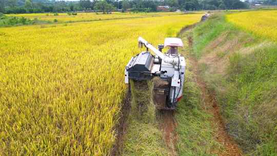 航拍韶关浈江区茶山人工改造田秋收