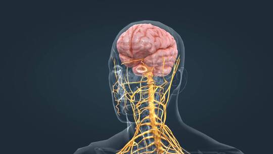 医学人体器官大脑神经系统全息特效三维动画