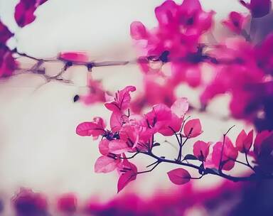 轻松治愈舒缓纯音乐 轻松治愈舒缓纯音乐