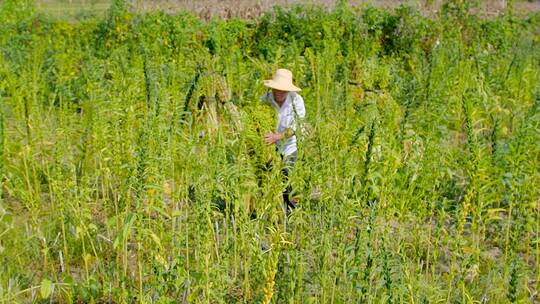 芝麻种植