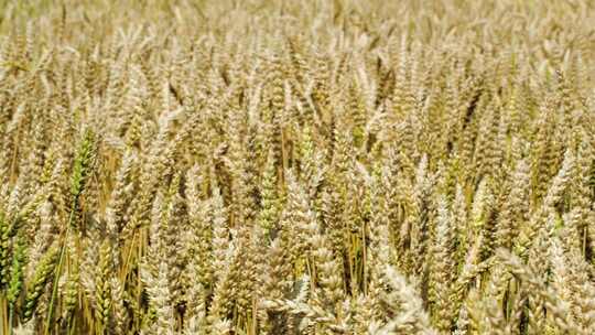 麦田里小麦麦穗在风中缓慢摆动