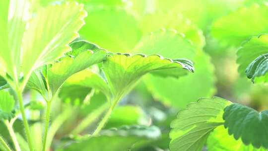 草莓 大棚 水果 采摘 种植 田园风光