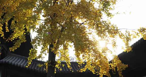 秋天古风建筑旁金色的银杏叶