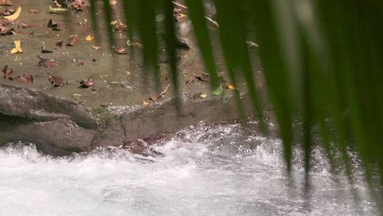 溪流到棕榈叶的特写镜头