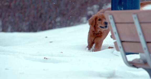 狗，金毛猎犬，玩耍，雪