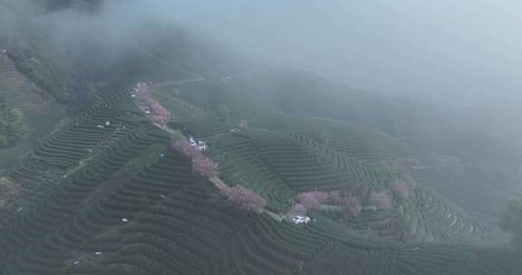 茶山和山上的樱花