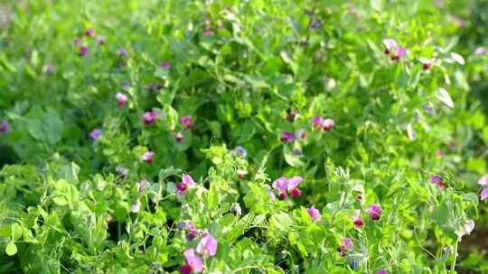 相机高清摄农村菜田豌豆花开1