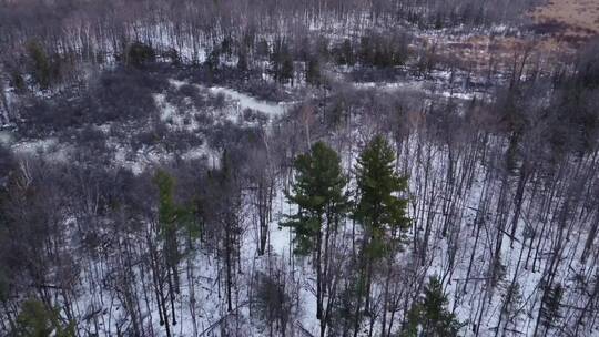 冬季兴安岭森林枯木池塘结冰