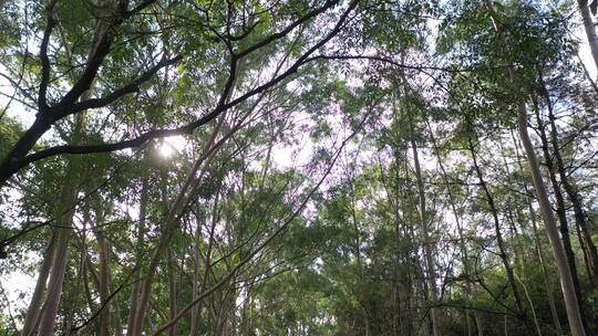 树林行走仰拍树林阳光移动树林仰望森林