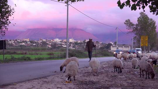 牧羊人带领羊群沿着道路前行