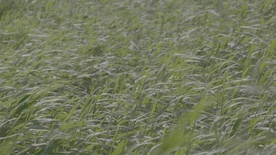 河边狂风日落芦苇荡LOG视频素材