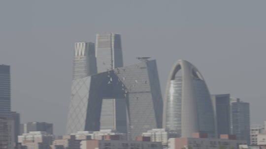 城市高空飞翔的鸽子 北京鸽子