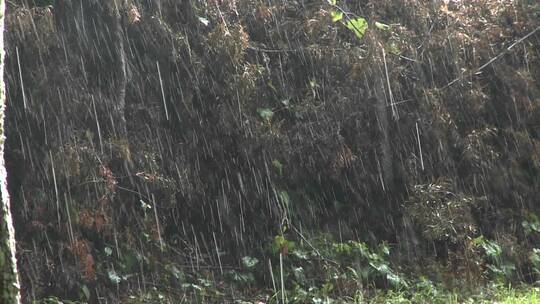 下雨的户外特写