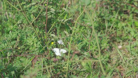 两只蝴蝶在花丛中交配