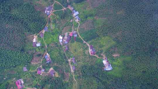 航拍武夷山桐木麻粟村正山小种老枞红茶山场