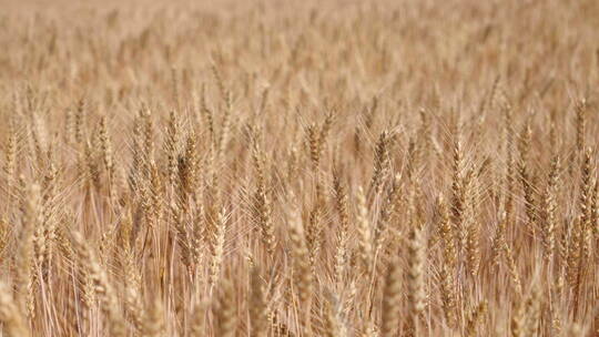 麦田 成熟的麦子-农业小麦丰收视频素材模板下载