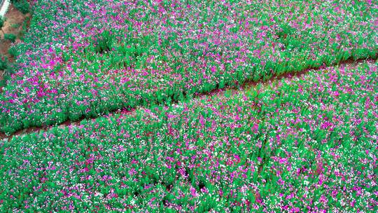 航拍格桑花海，格桑花4K素材，波斯菊花海