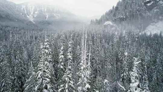 山，冬天，雪，树