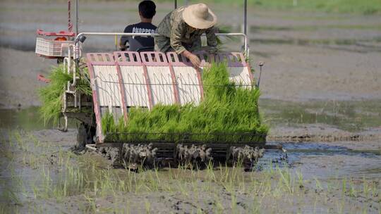 水稻种植/器械种植/有机水稻