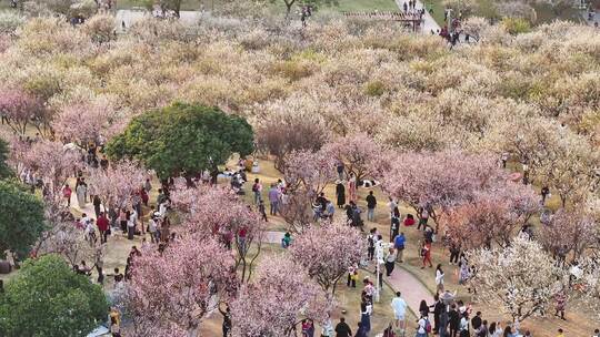 中国广东省广州市黄埔区市民广场梅花