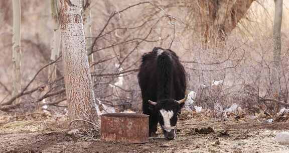 清晨农场里的高原黑色牦牛