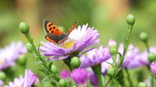 空境 蜜蜂 蝴蝶在花朵采蜜飞舞视频素材模板下载
