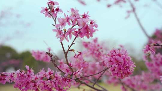 花朵近景特写