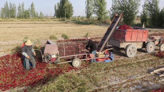 农民在田间操作辣椒分拣生产线