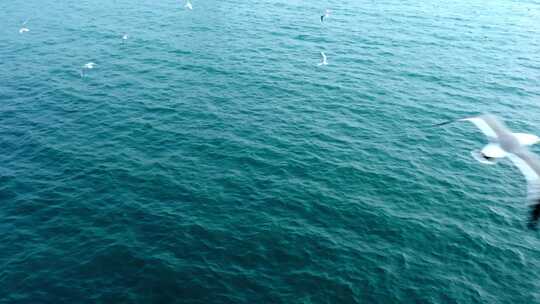 大海海面飞翔的海鸥