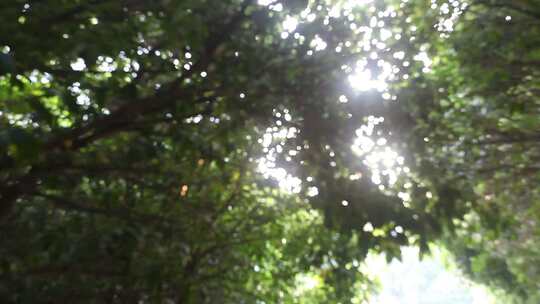 阳光透过树枝逆光延时拍摄超清视频素材