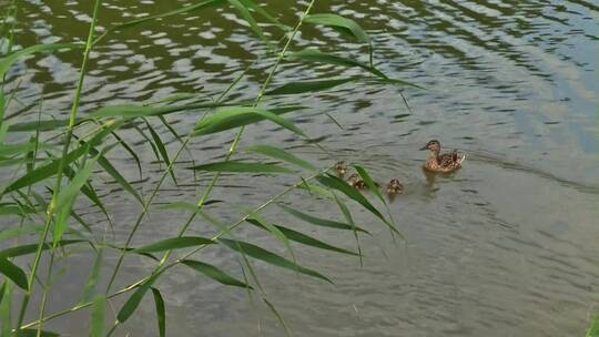 鸭子在湖水里遨游