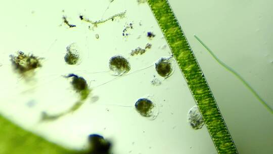 显微镜下的真实微生物 钟虫