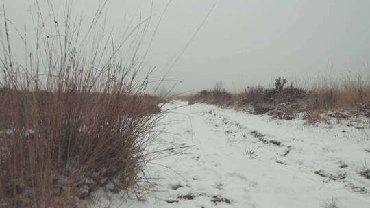 草地中被雪覆盖的公路