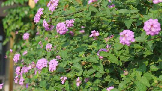 春天 花开 紫色花