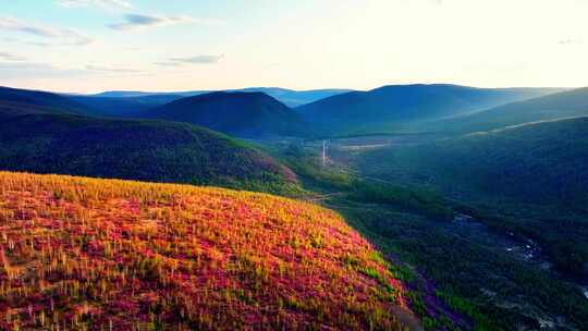 航拍山谷多彩森林杜鹃花开风景