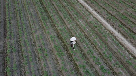 航拍种植西红柿4K实拍视频